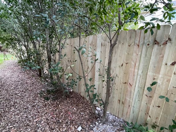 TreatedPinePrivancyFence